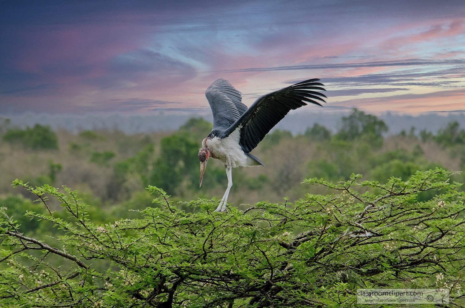 maribou-stork-on-tree-tops-kenya-africa-76a.jpg