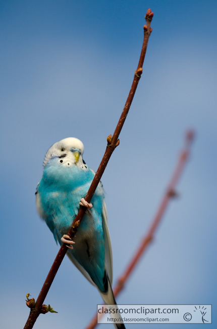 parakeet_bird_picture_015.jpg