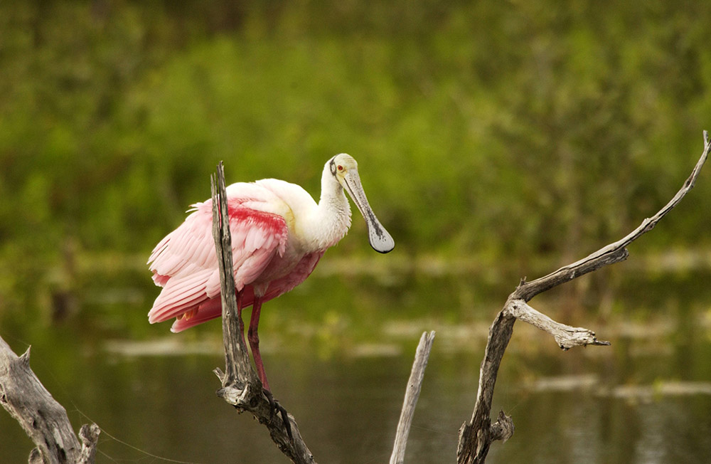 roseate-spoonbill-perched-on-branch.jpg