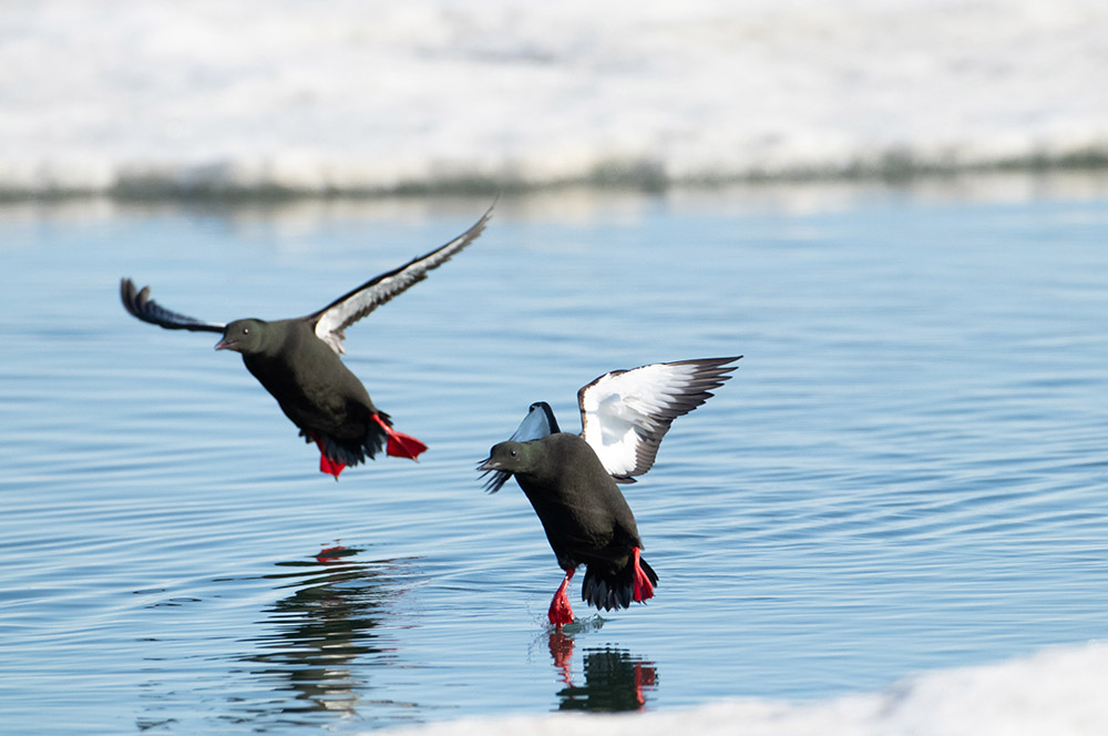 two-black-guillemot-birds-landing.jpg