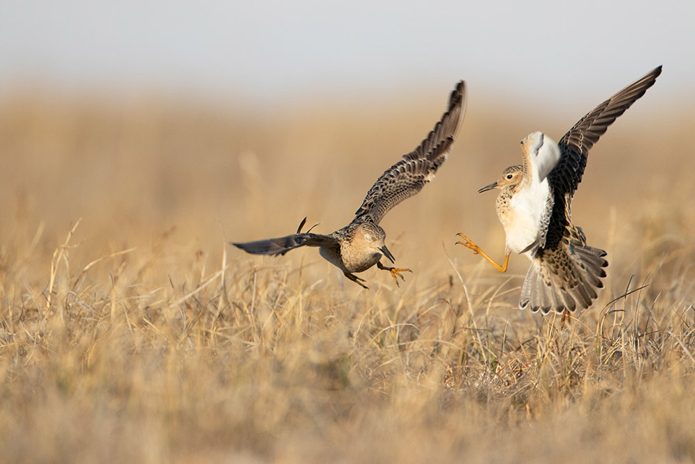 two-buff-breasted-sandpiper-fight.jpg