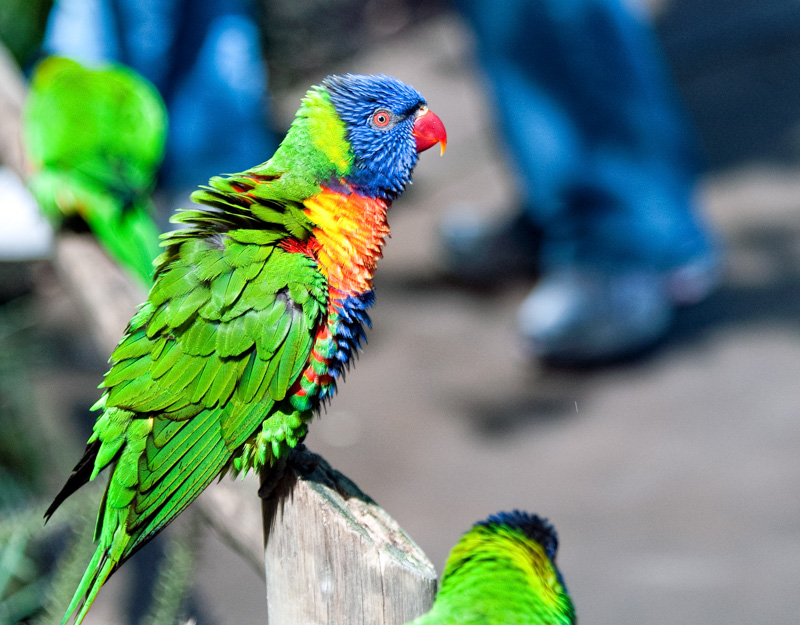 colorful-lorikeet-bird-image_100814.jpg
