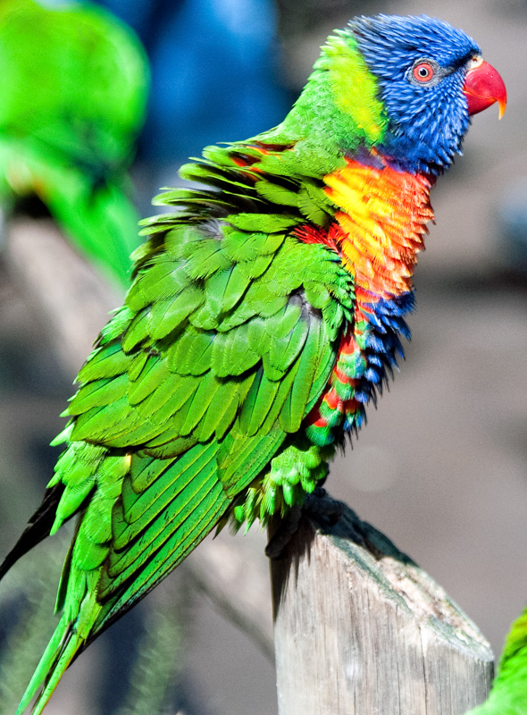 colorful-lorikeet-bird-image_100815.jpg