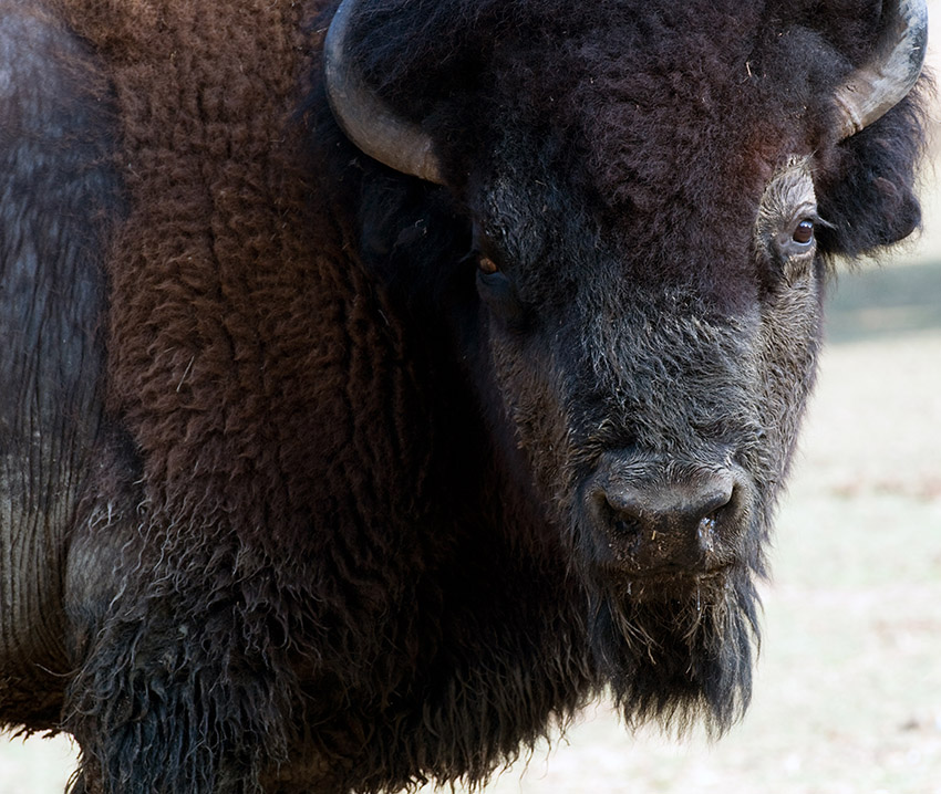 bison-huntsville-alabama-photo_37.jpg
