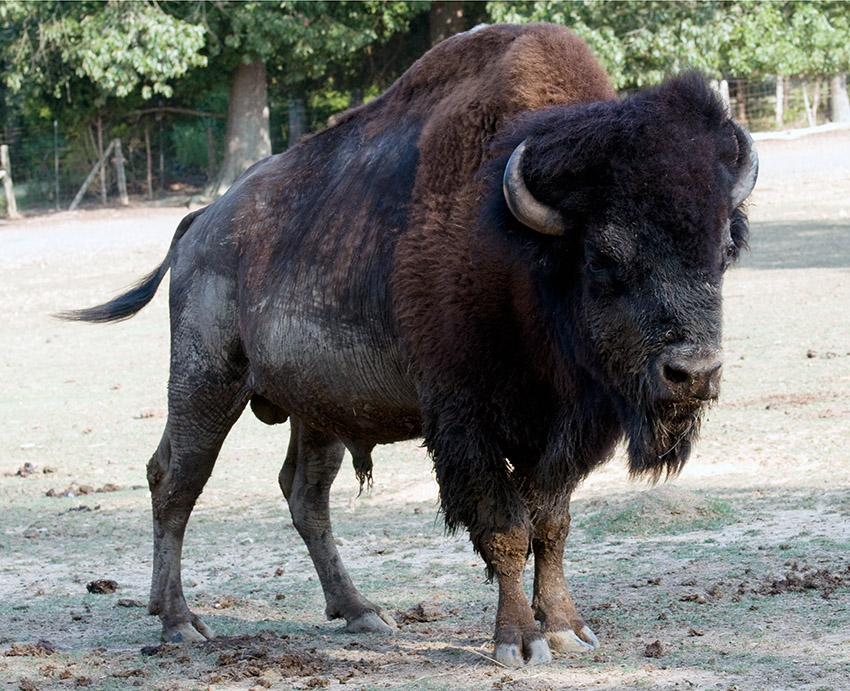 bison-huntsville-alabama-photo_38.jpg