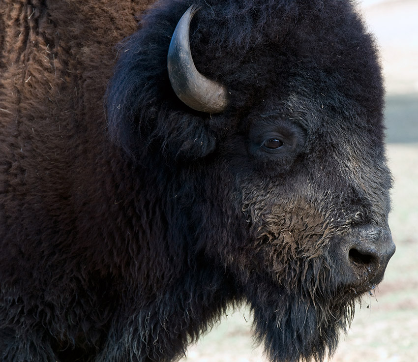 bison-huntsville-alabama-photo_39.jpg