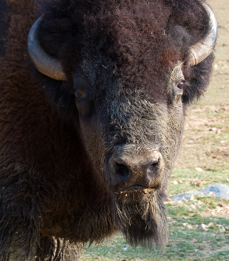 bison-huntsville-alabama-photo_41s.jpg