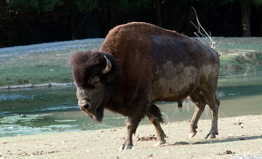 bison-huntsville-alabama-photo_42.jpg