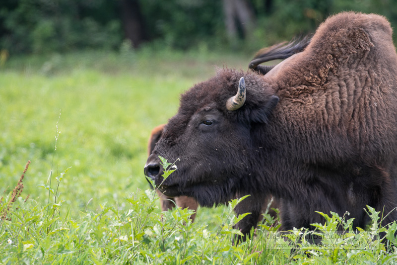 group-of-american-bison-eating-grass-photo-8508665.jpg