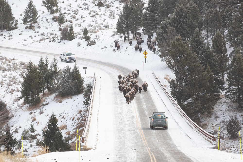herd-of-bison-crossing-snow-convered-birdge-over-the-yellowstone-river.jpg