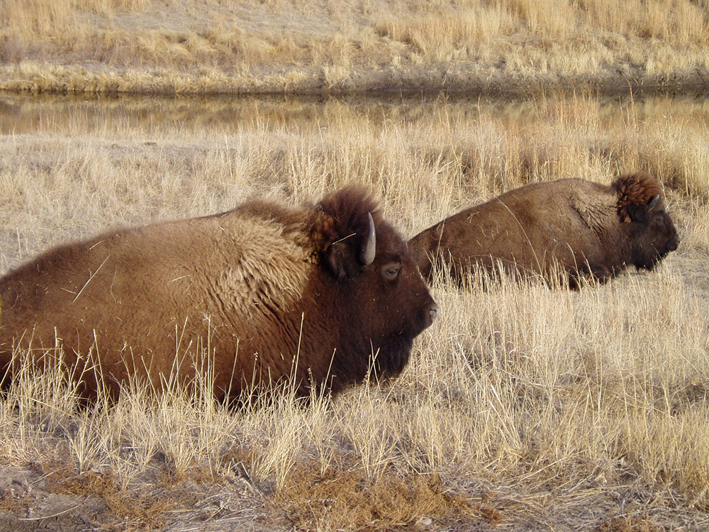 two_bison_plains_in_nebraska.jpg