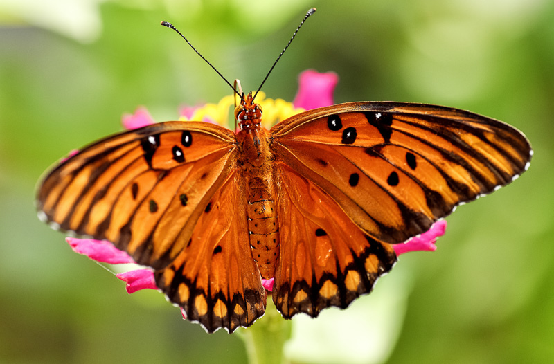 Closeup-view-butterfly-on-garden-flower_4150AC.jpg