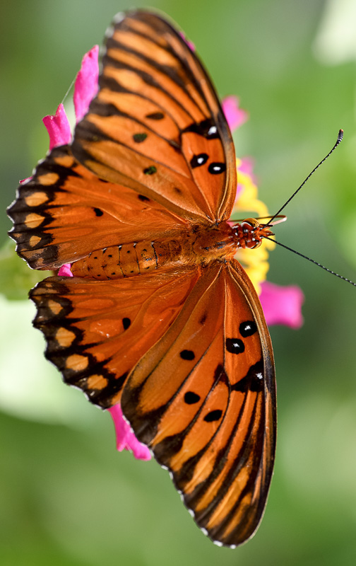 Closeup-view-orange-butterfly-gulf-fritillary-on-garden-flower-photo-image-4150Aa.jpg