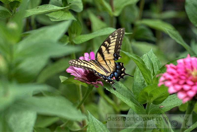 Eastern-Tiger-Swallow-Butterfly-Photo-04301.jpg