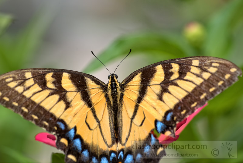 Eastern-Tiger-Swallow-Butterfly-Photo-0493.jpg