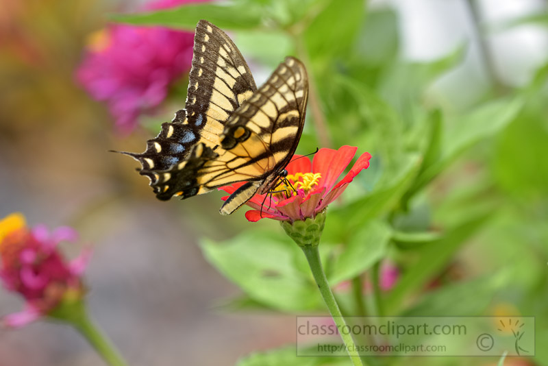 Eastern-Tiger-Swallow-Butterfly-Photo-0498.jpg