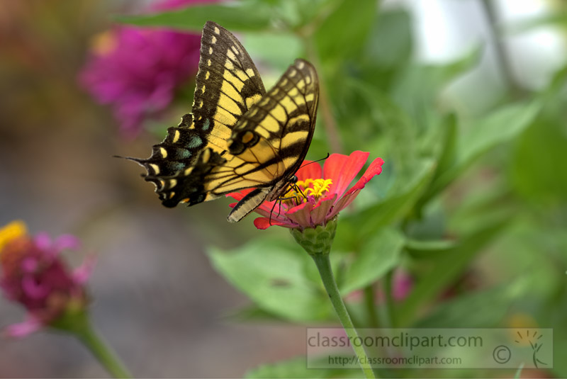 Eastern-Tiger-Swallow-Butterfly-Photo-04981.jpg