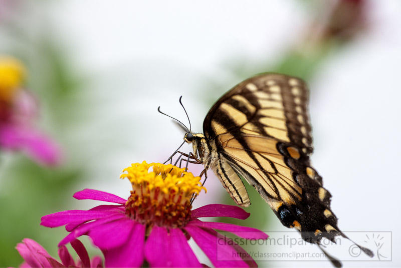 Eastern-Tiger-Swallow-Butterfly-Photo-0580.jpg