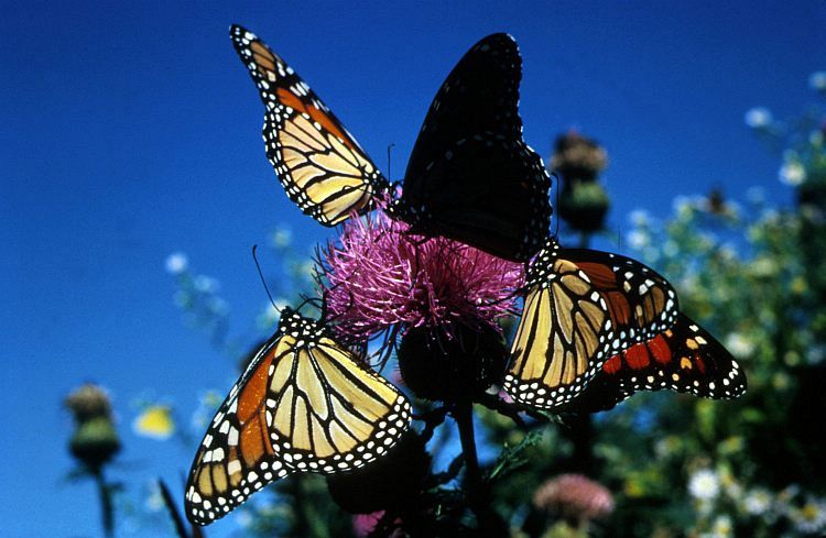 Monarch_Butterflies.jpg