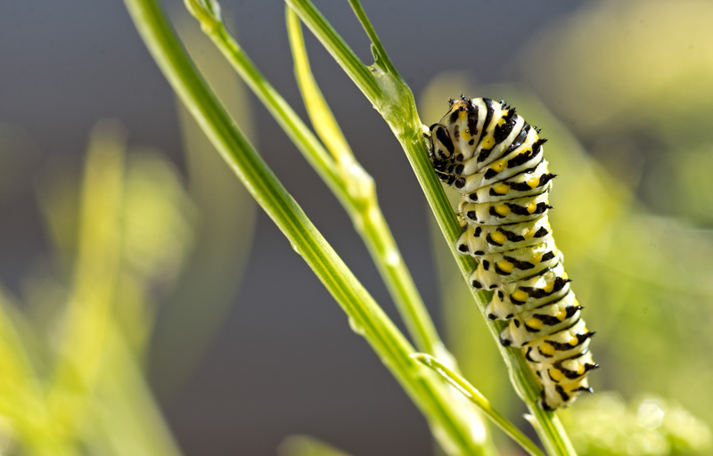 black-swallowtail-caterpillar-pic-5578.jpg