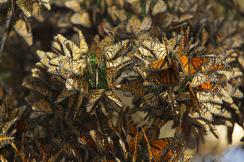 butterflies-cluster-in-the-limbs-of-eucalyptus-trees.jpg