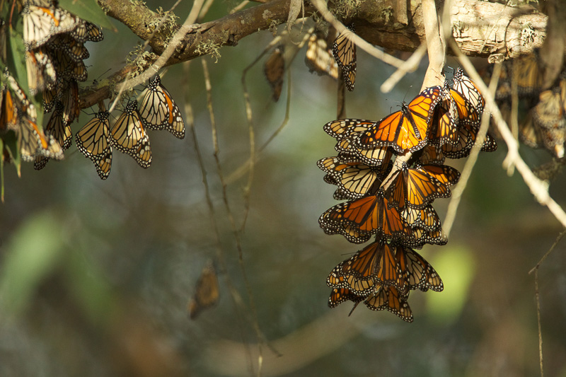 butterflies-hanging-from-limbs-of--eucalyptus-trees.jpg