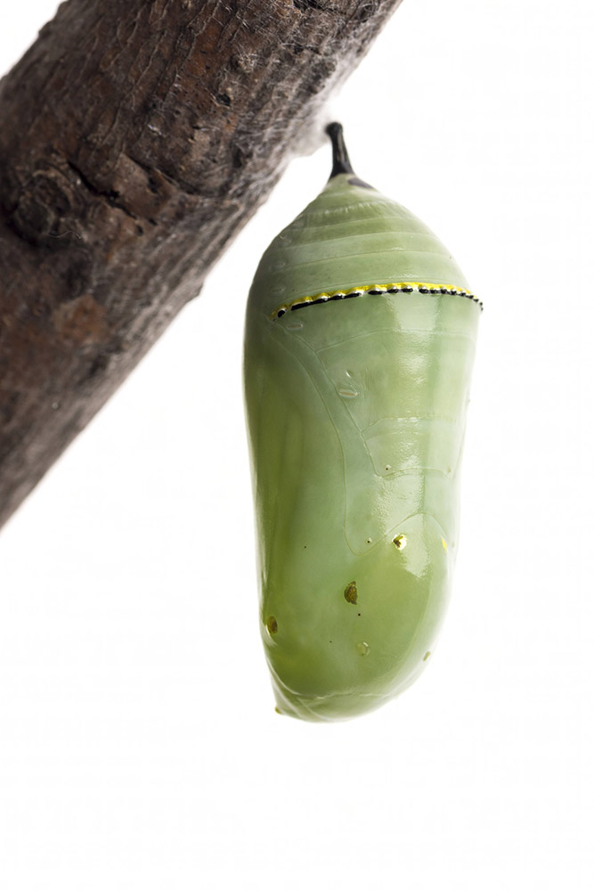 monarch-chrysalis-pupa-stage-on-white-background.jpg