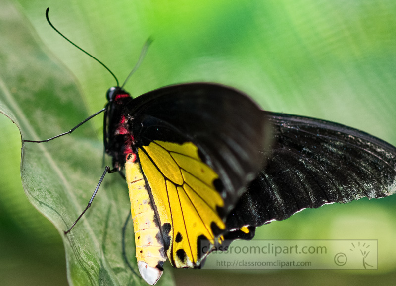 yellow-and-black-butterfly-malaysia-9887.jpg