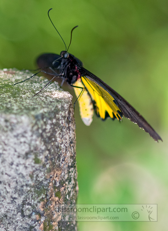 yellow-black-butterfly-photo-malaysia-9925b.jpg