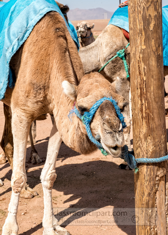 Saddled-Camels-the-Sahara-Desert-Morocco-Photo-7644A.jpg