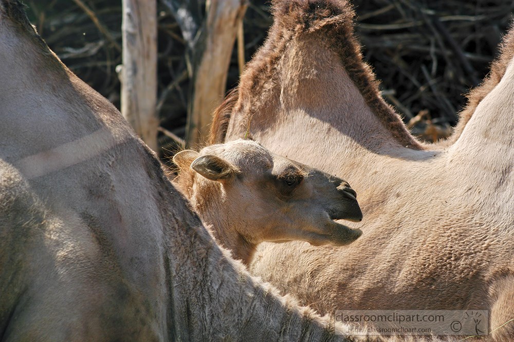 baby-camel-walking-between-adult-camel-223.jpg