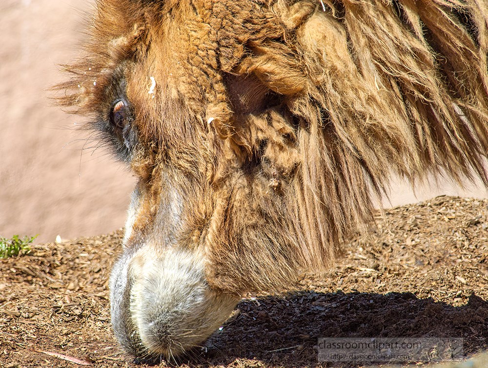 camel-looking-for-food-120.jpg