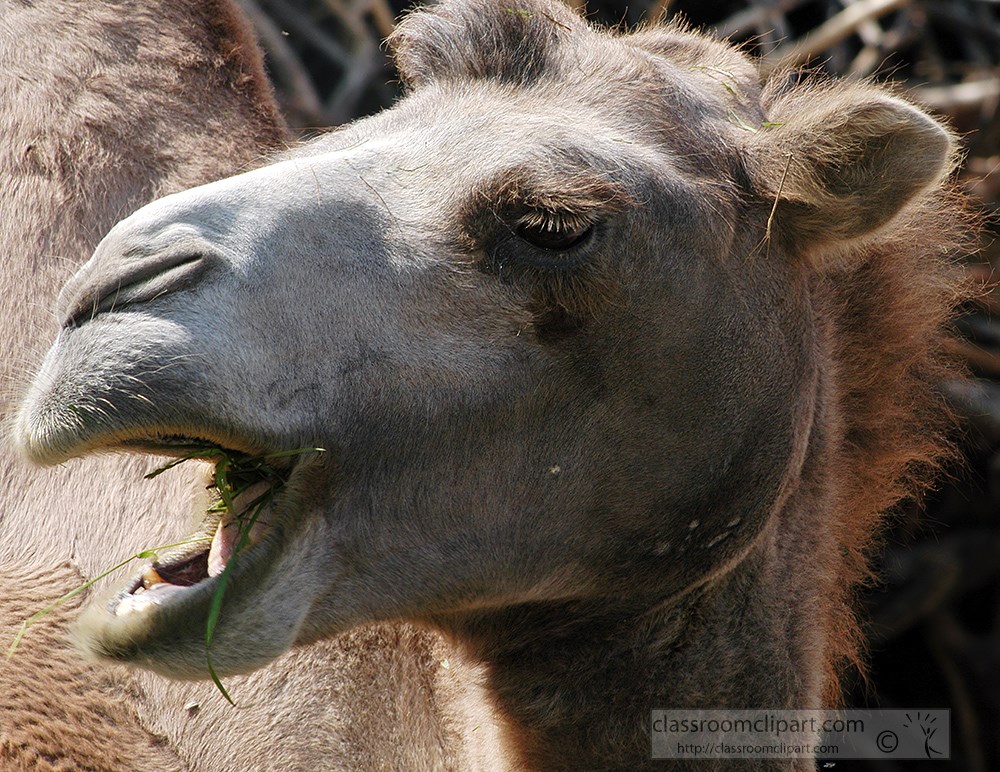 camel-side-view-mouth-open-2226.jpg