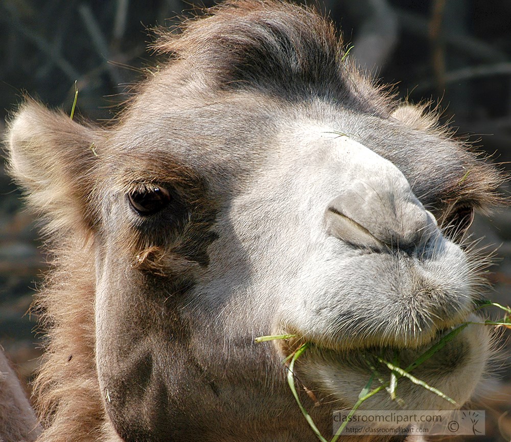 closeup-front-view-camel-face-with-food-in-moth-2231.jpg