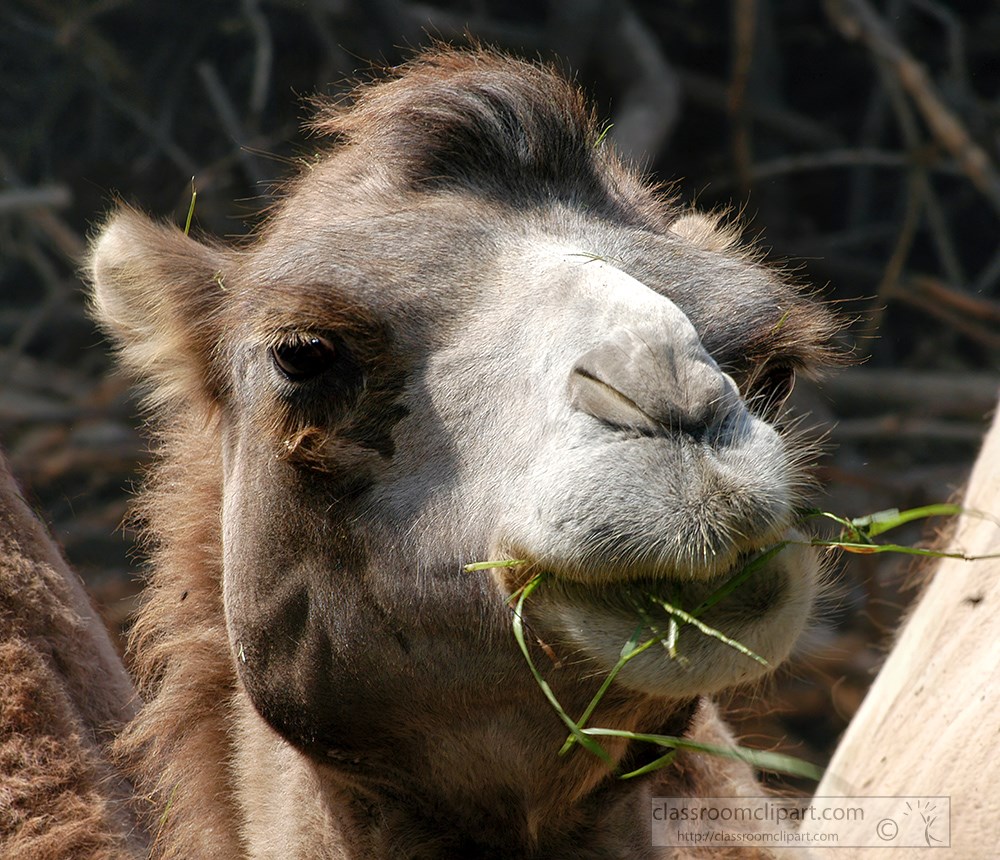 closeup-front-view-camel-face-with-food-in-moth-2231b.jpg
