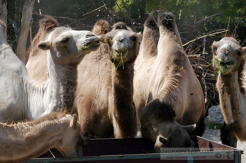 group-of-camels-eating-grass-hay-2229.jpg