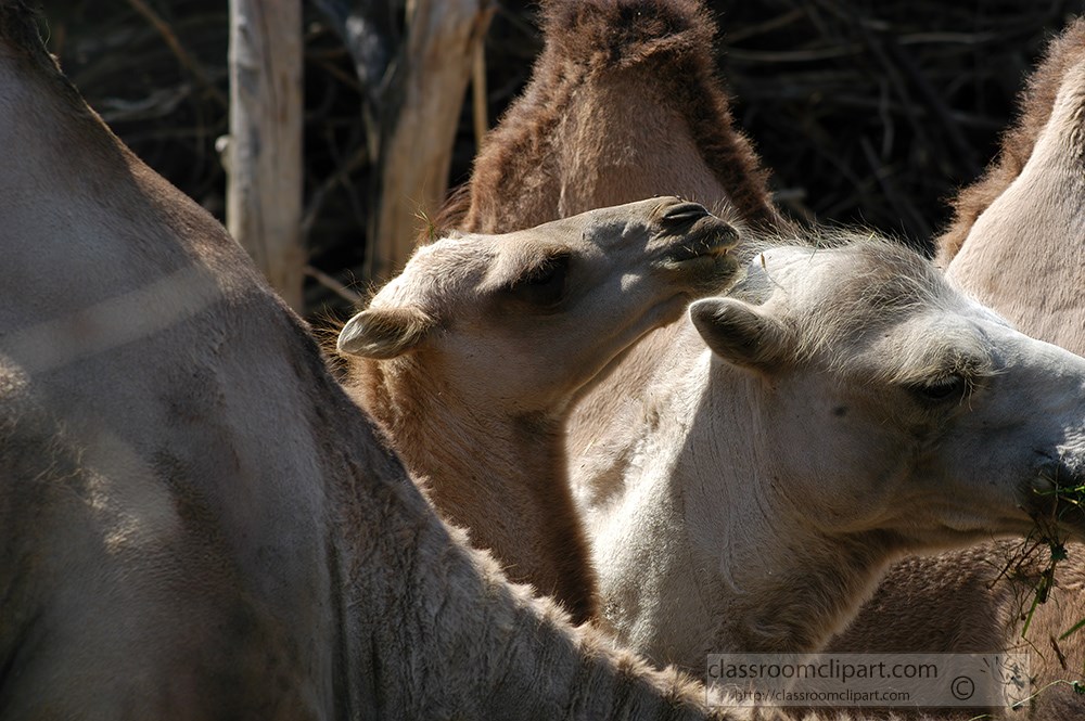 group-of-camels-eating.jpg