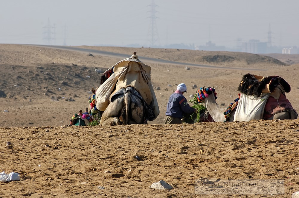 group-of-camels-near-pyramids-giza-egypt-photo-5361.jpg