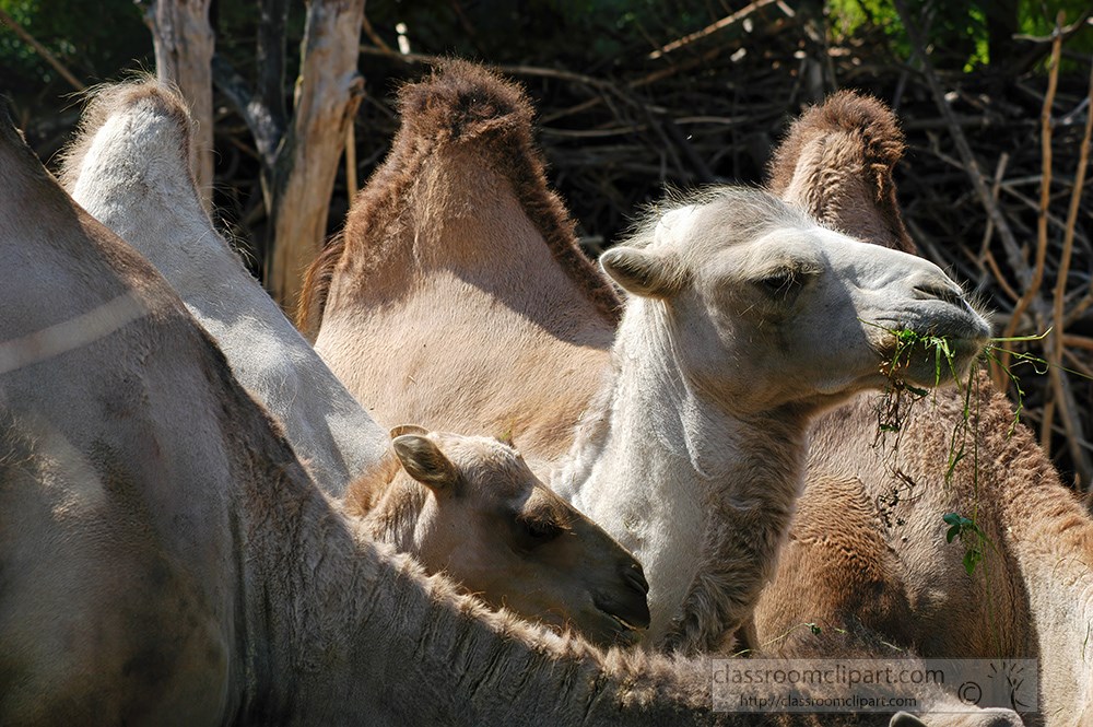 group-of-camels-one-with-food-in-mouth-225.jpg