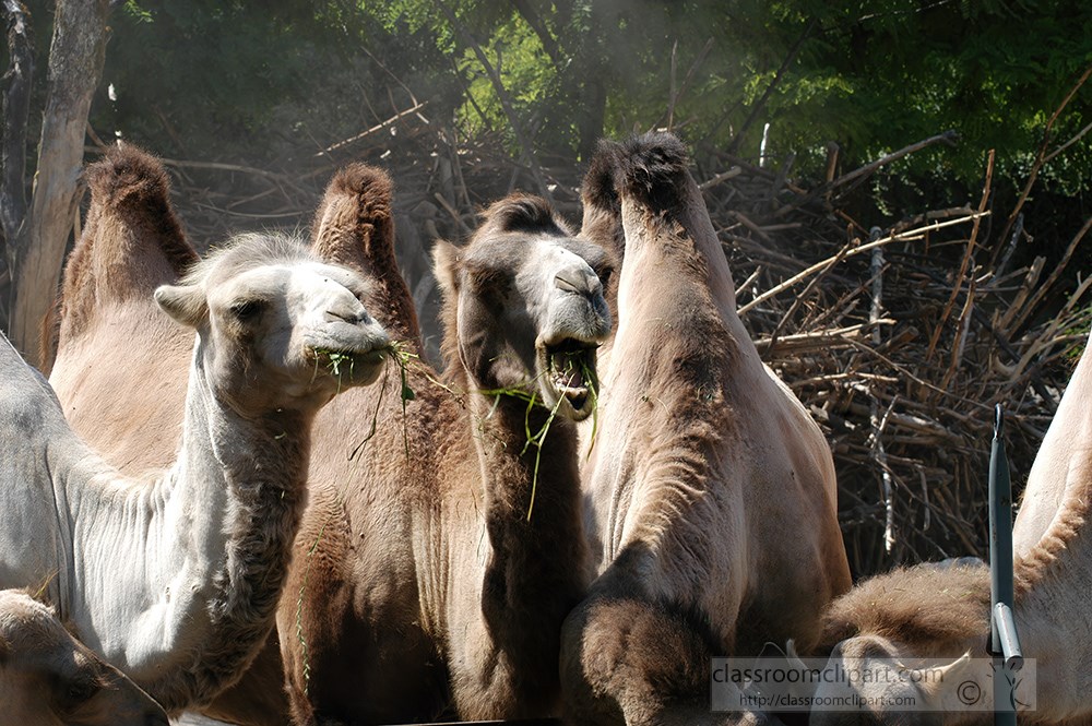 group-of-camels-one-with-food-in-open-mouth-2228.jpg