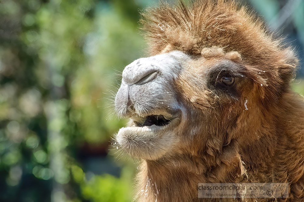 side-front-view-of-camel-closeup-mouth-open.jpg