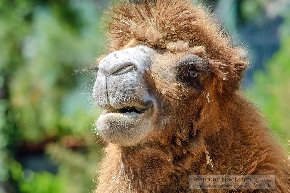 side-front-view-of-camel-closeup-of-nose-mouth.jpg
