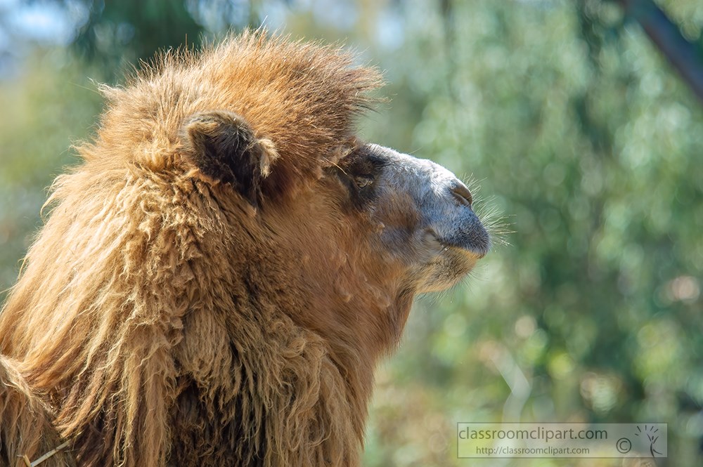 side-view-head-of-camel-at-zoo.jpg