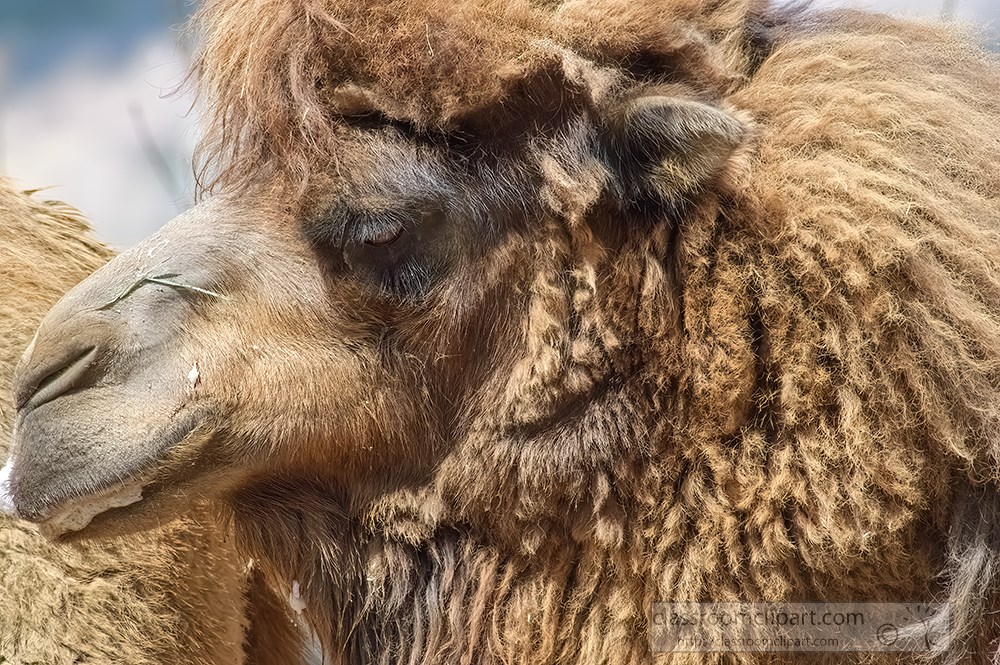 side-view-of-camel-3071.jpg