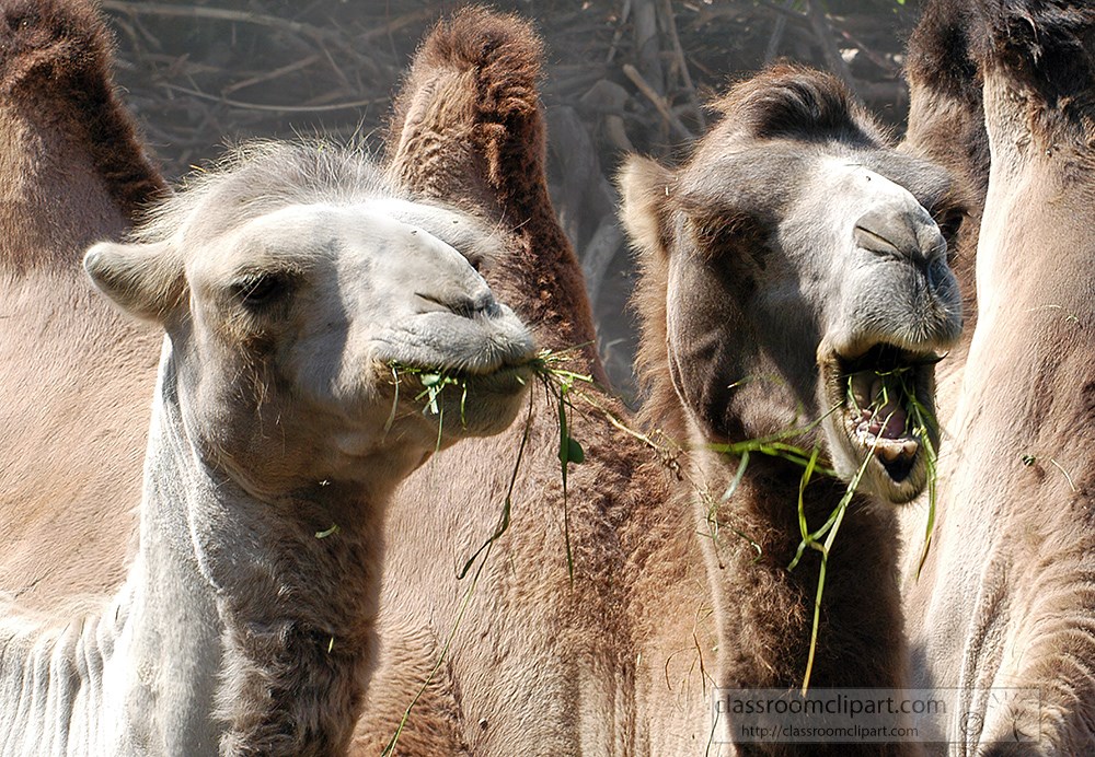 two-camels-eating-grass-hay-at-zoo-228.jpg
