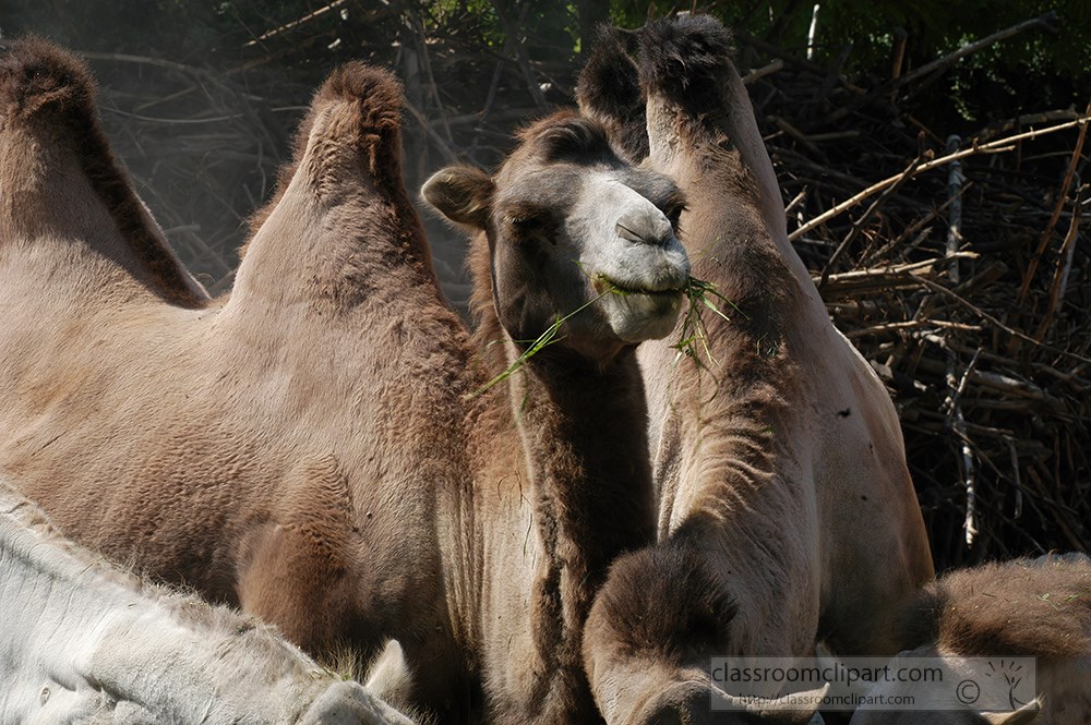 two-humped-camel-eating-hay.jpg