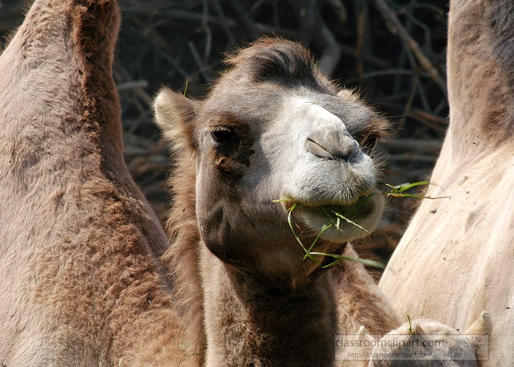 two-humped-front-view-of-camel-face-chewing-food.jpg
