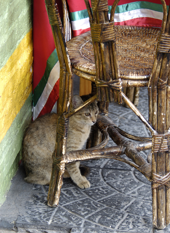 cat-sitting-under-a-chair-in-the-la-boca.jpg