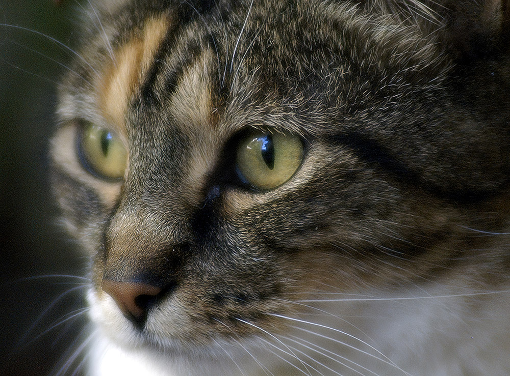 closeup-of-pet-cat-face-shows-eyes-and-whiskers.jpg