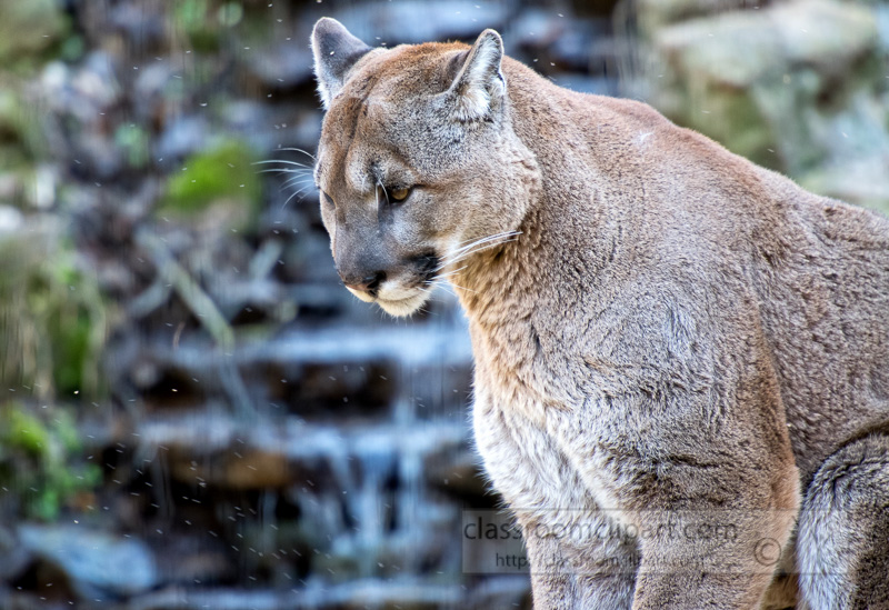 cougar-looking-down-pic-image-5377A.jpg